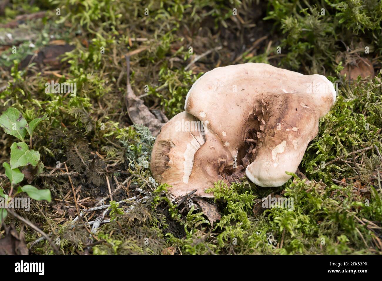Tooth fungus, Bankera violascens growing among moss Stock Photo