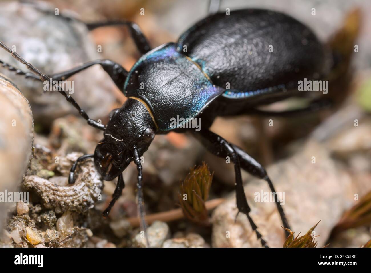 Violet ground beetle, Carabus violaceus Stock Photo