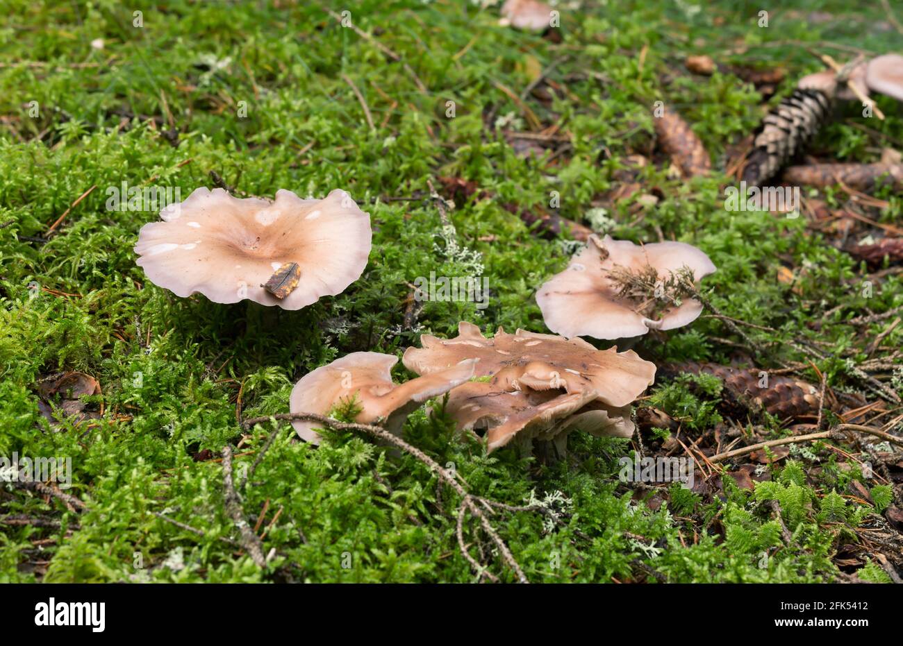 Wood blewit, Lepista nuda Stock Photo