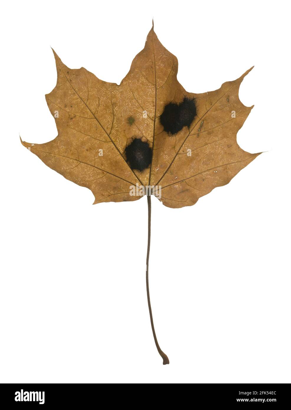 Closeup of a brown norway maple leaf with Rhytisma acerinum causing tar spots Stock Photo