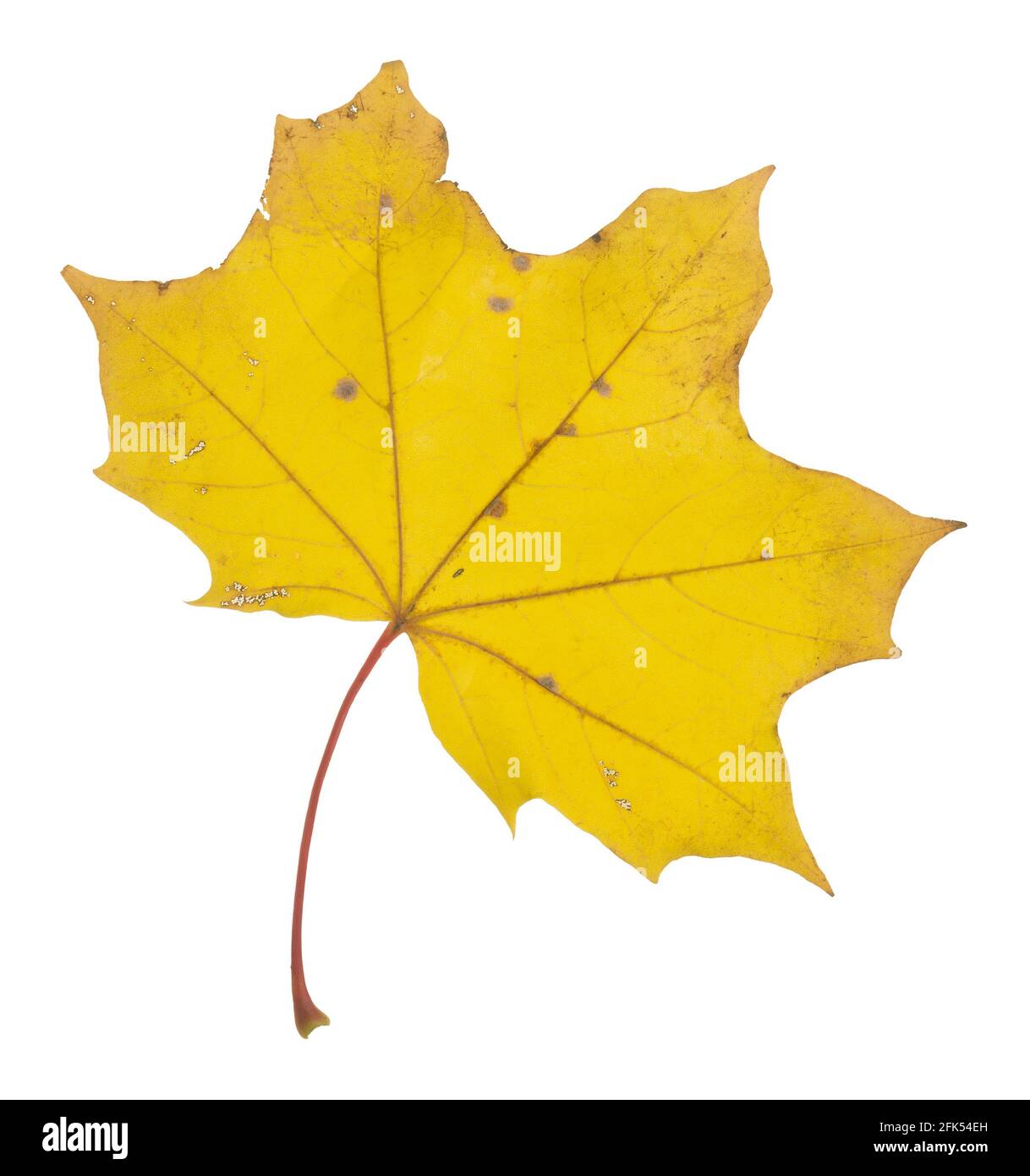 Closeup of a norway yellow maple, Acer platanoides leaf isolated on white background Stock Photo