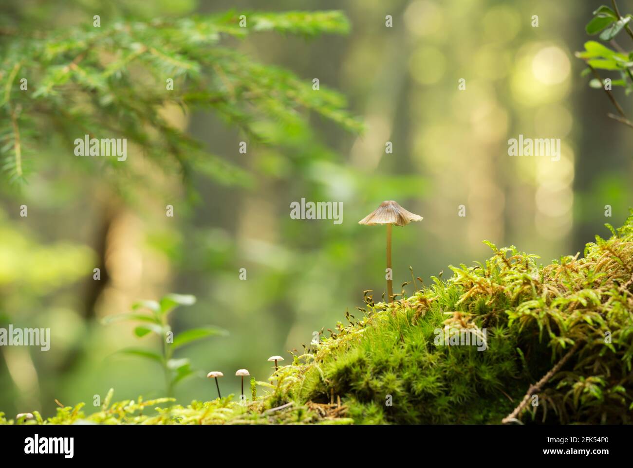 Mycena mushroom growing in moss in forest Stock Photo