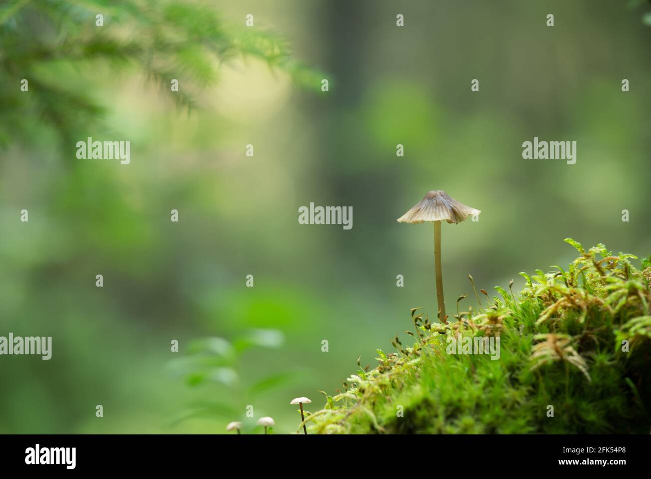 Mycena mushroom growing in moss in forest Stock Photo
