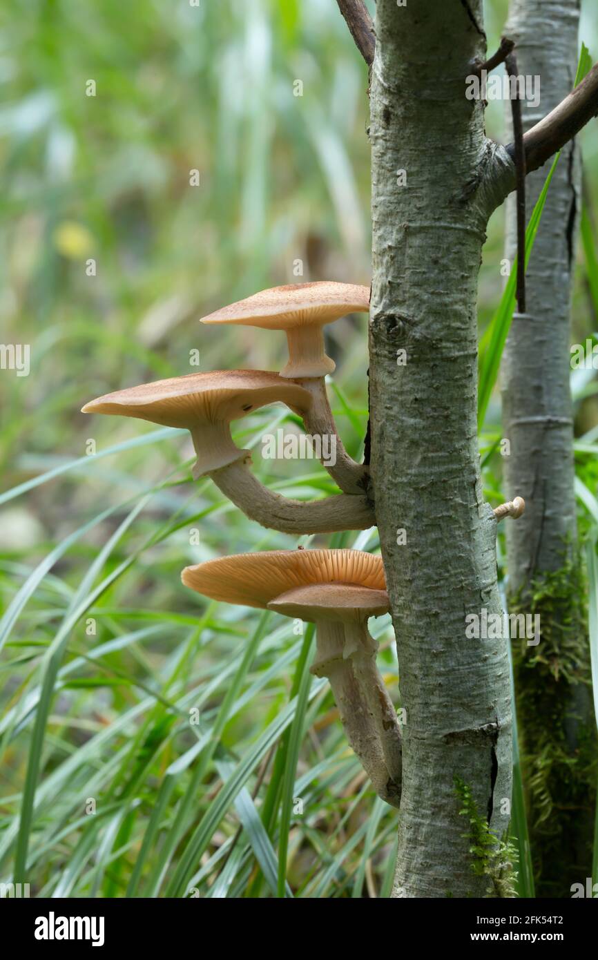 Armillaria mushrooms growing on tree Stock Photo
