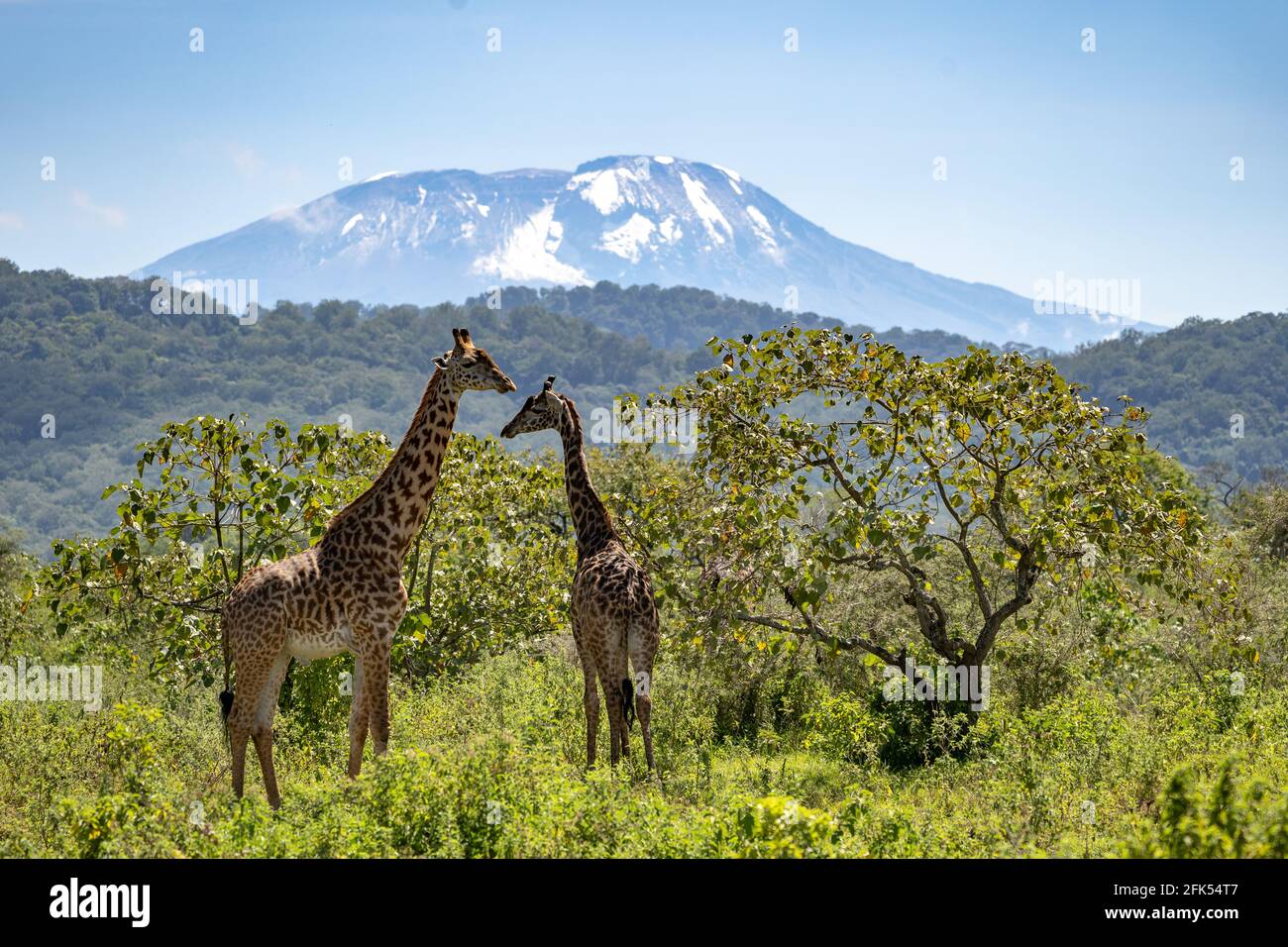 Mount kilimanjaro tanzania arusha hires stock photography and images