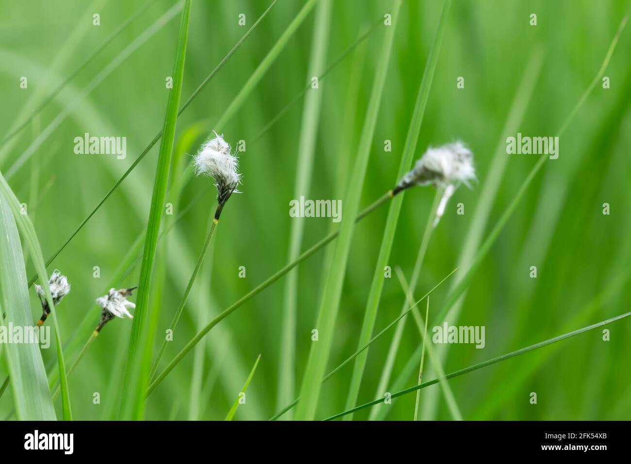 Hare's-tail cottongrass, Eriophorum vaginatum Stock Photo