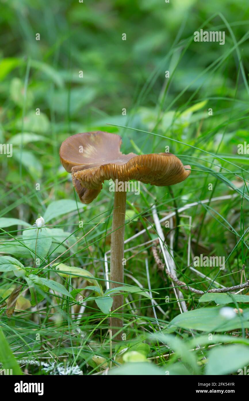 Entoloma mushroom growing among grass Stock Photo