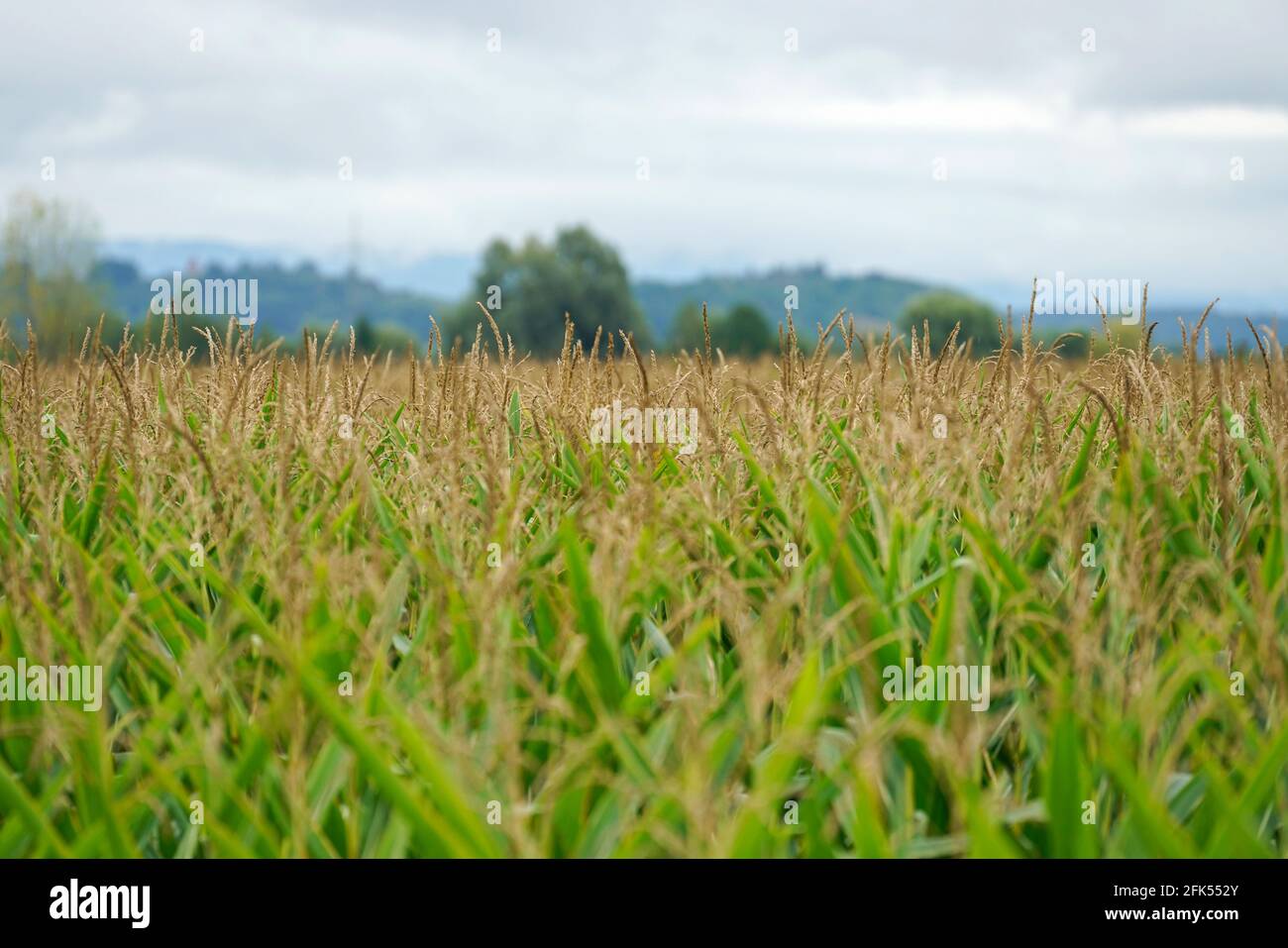 Agricultural field in Bavaria photographed in daylight Stock Photo - Alamy