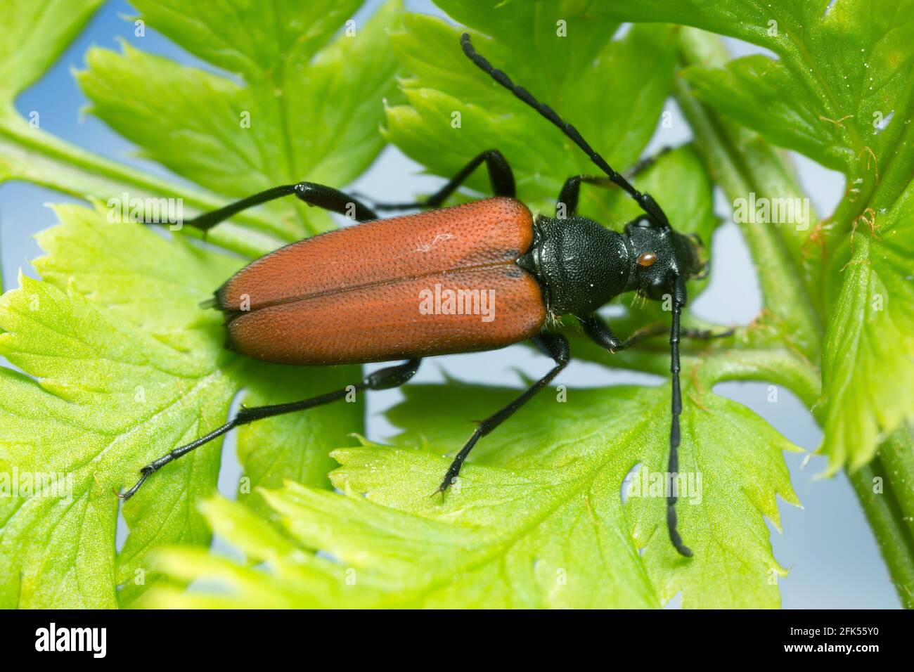 Female flower longhorn beetle, Anastrangalia sanguinolenta on leaf Stock Photo
