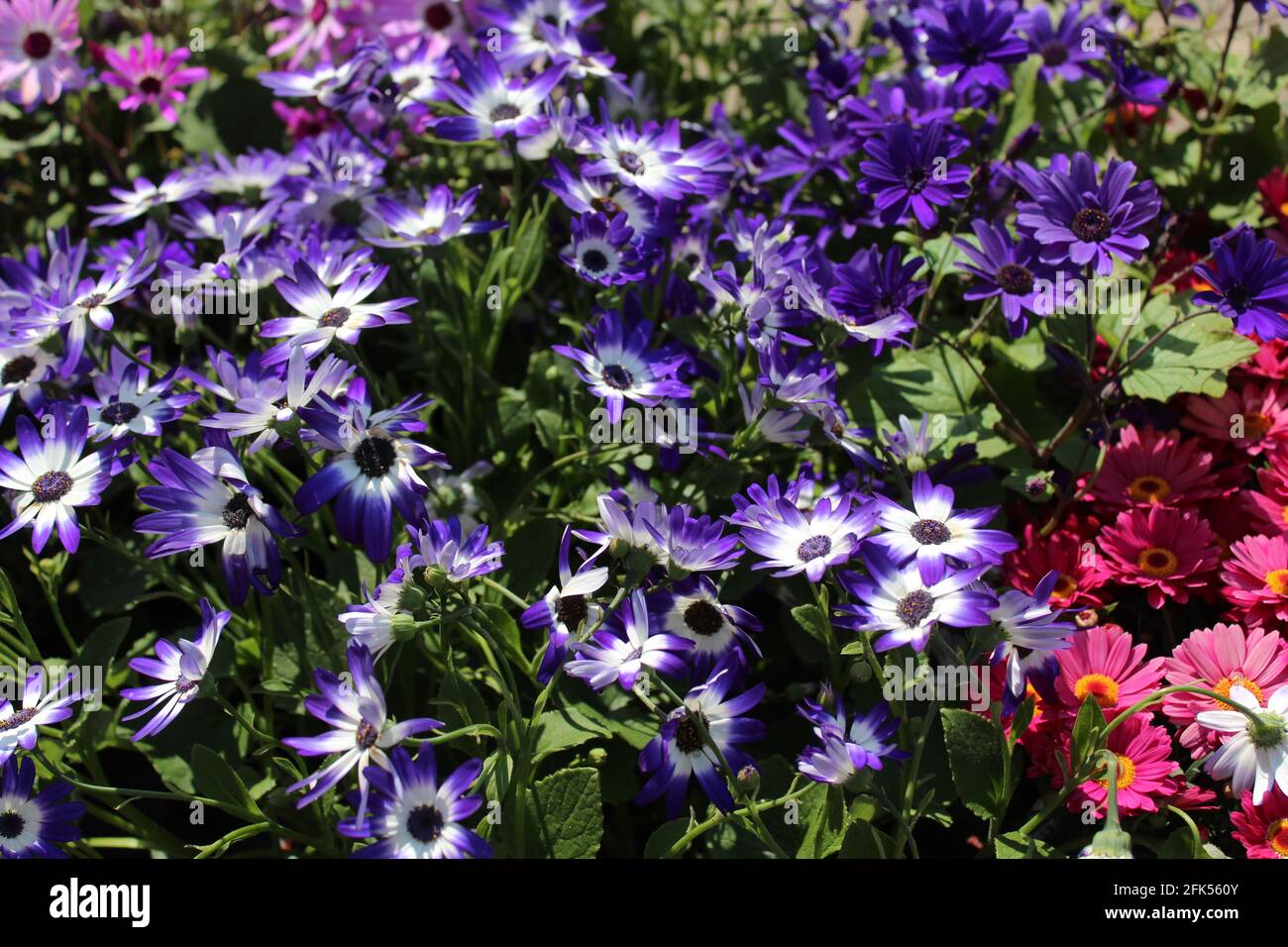 blossoming cineraria in the garden Stock Photo