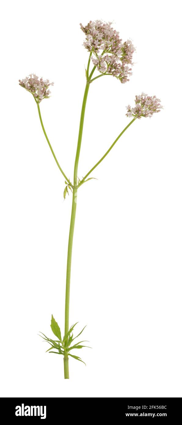 Valerian, Valeriana sambucifolia isolated on white background Stock Photo
