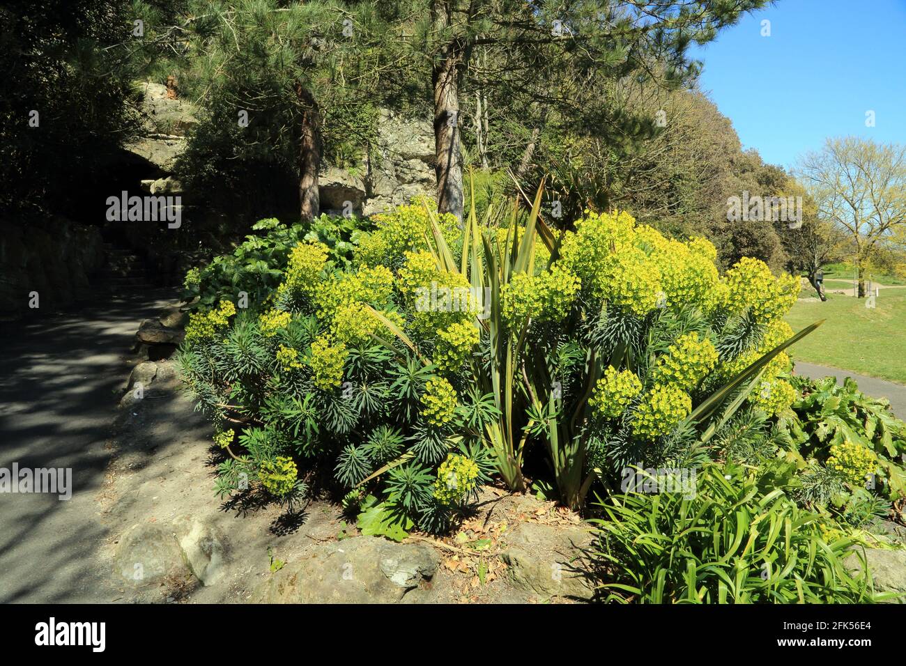 Plants in Lower Lees Coastal Park, Folkestone, Kent, England, United