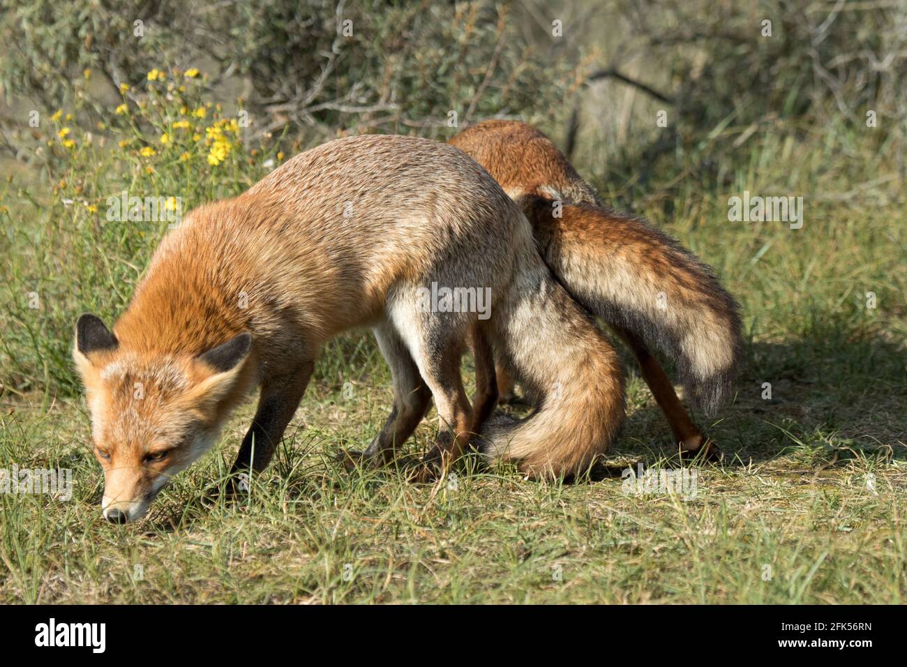 Rotfuchs Stock Photo