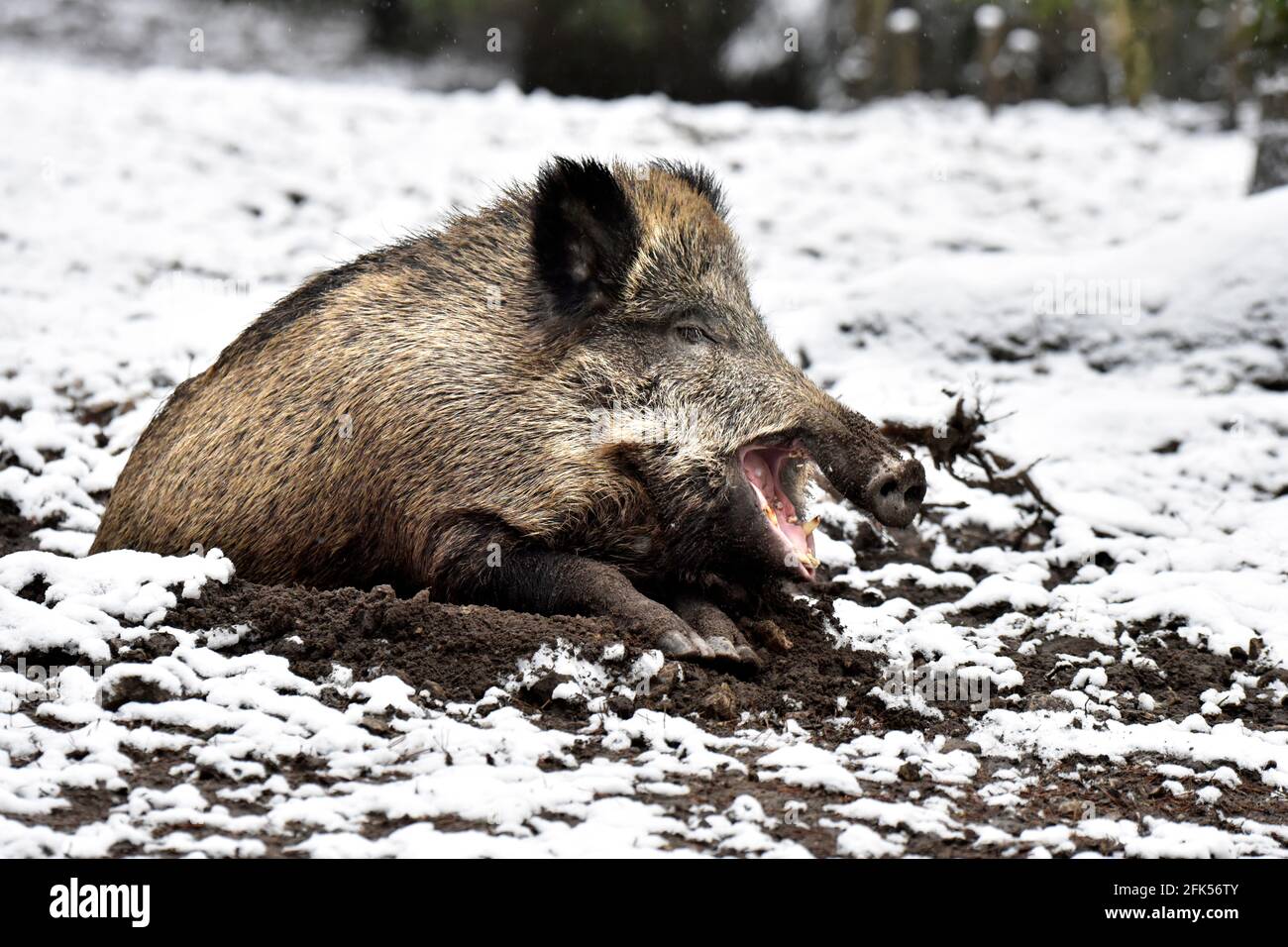 Wildschweine im November Stock Photo
