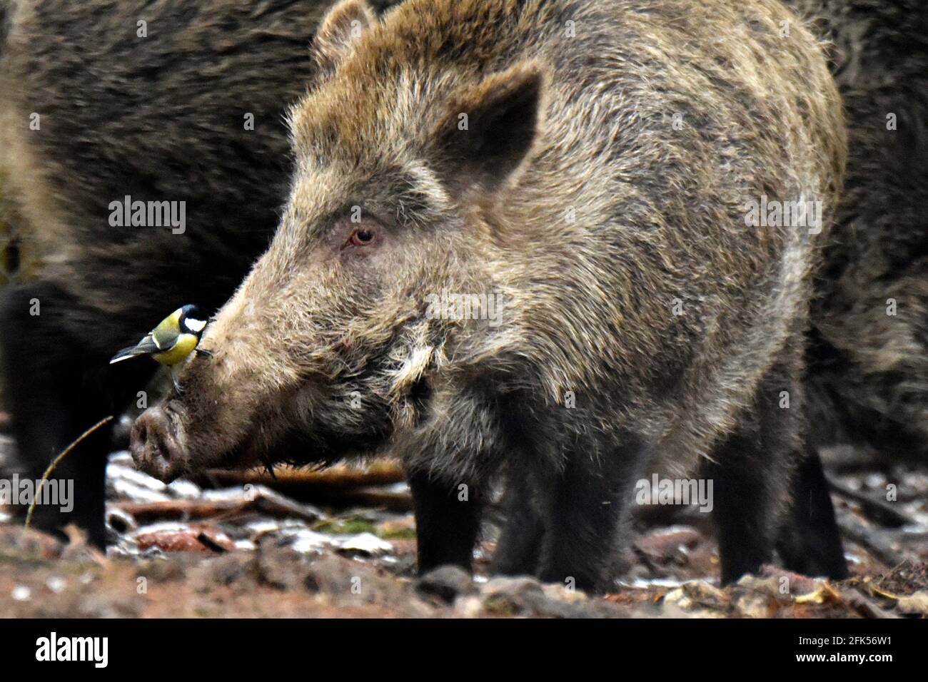 Wildschweine im November Stock Photo