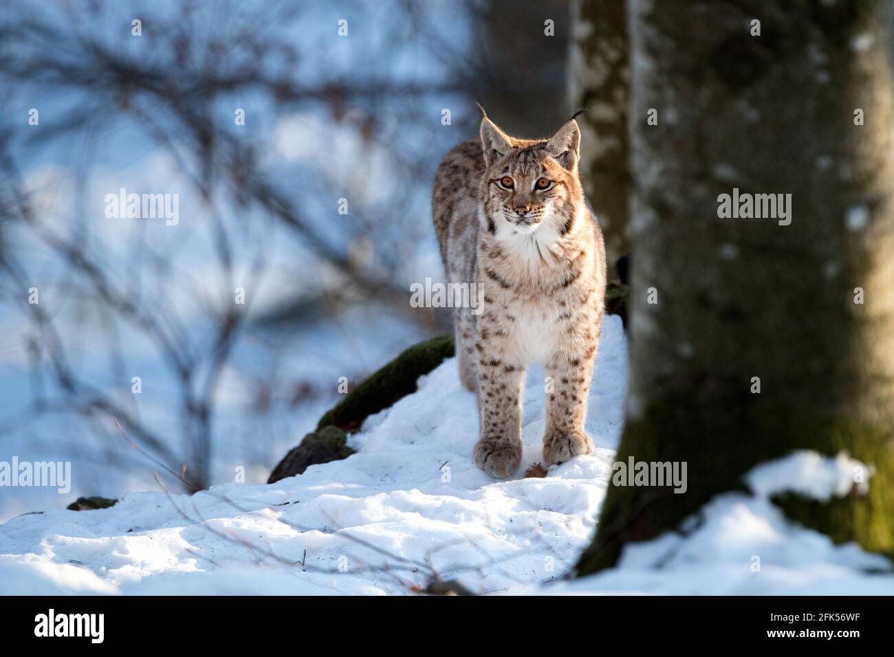 Luchs Stock Photo