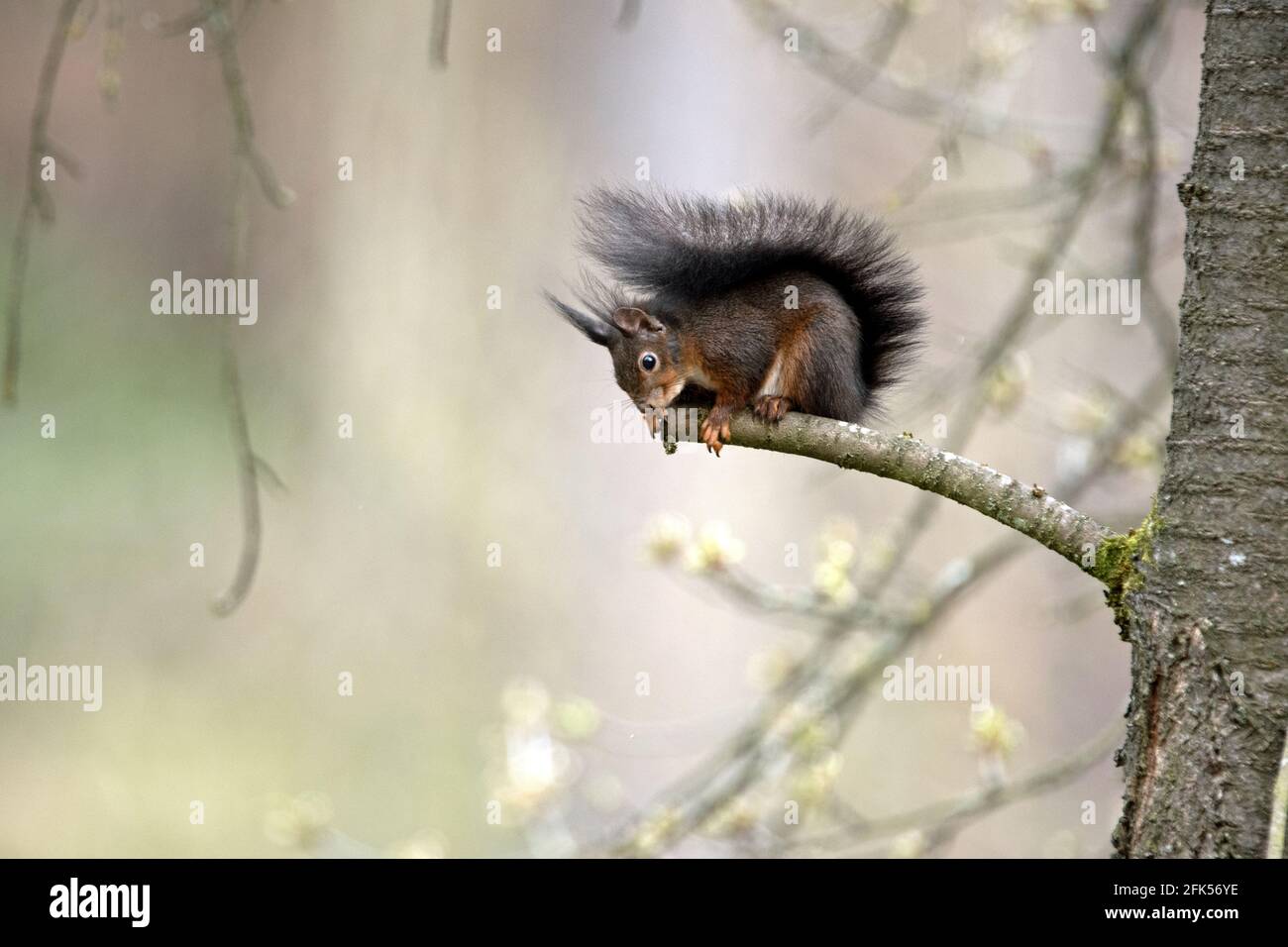 Schwarzes Eichhörnchen Stock Photo