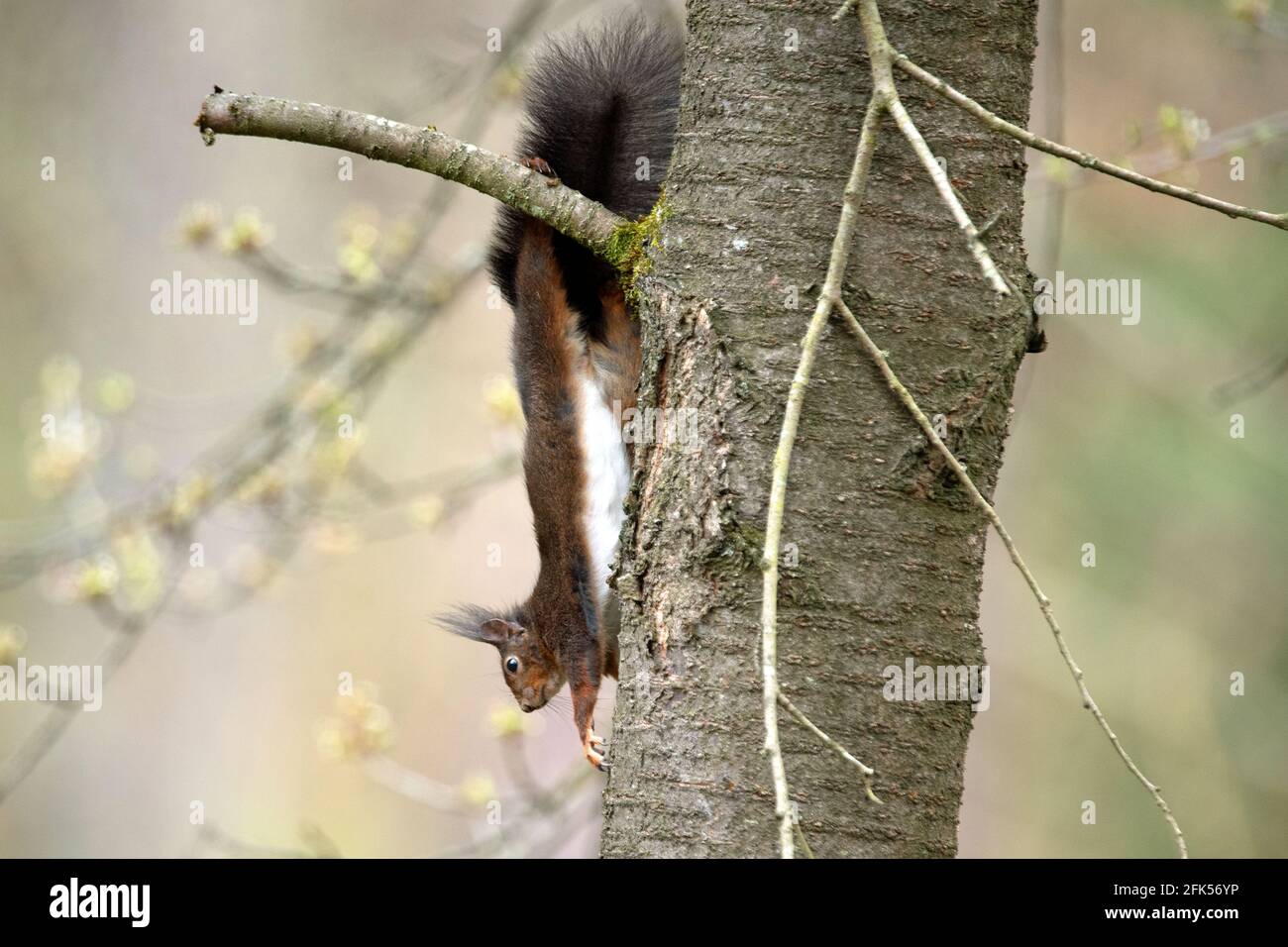 Schwarzes Eichhörnchen Stock Photo
