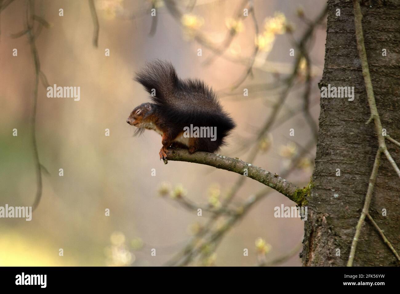 Schwarzes Eichhörnchen Stock Photo