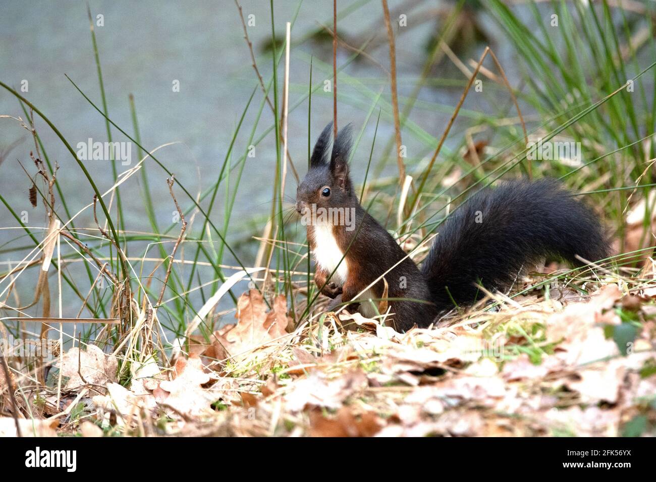 Schwarzes Eichhörnchen Stock Photo