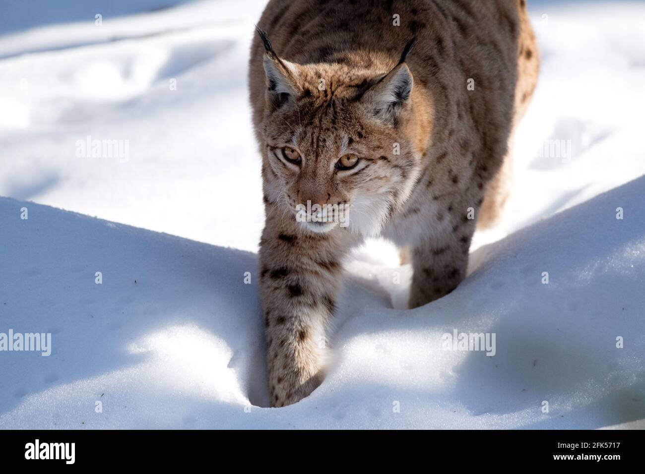 Luchs Stock Photo