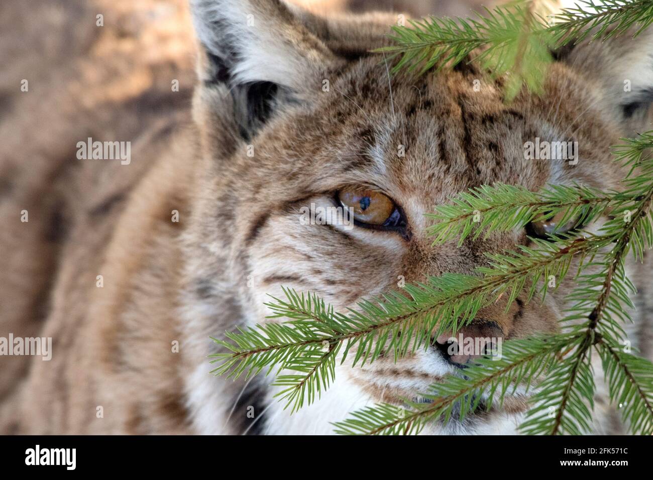Luchs Stock Photo