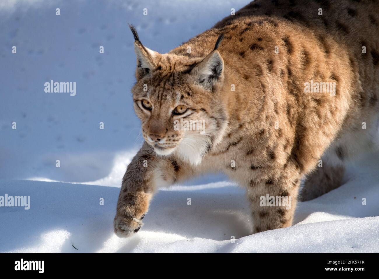 Luchs Stock Photo