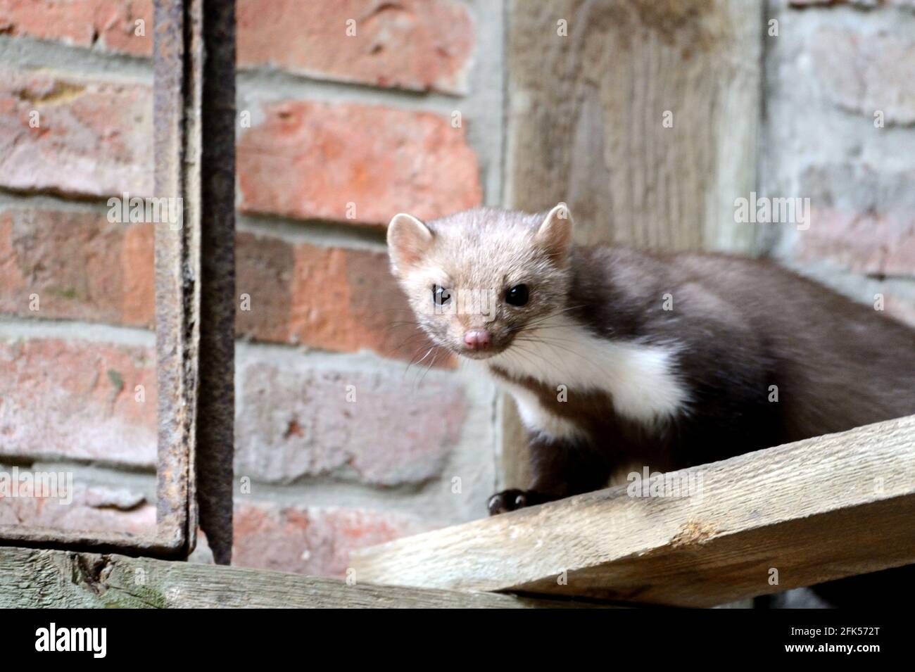 Steinmarder in Scheune Stock Photo