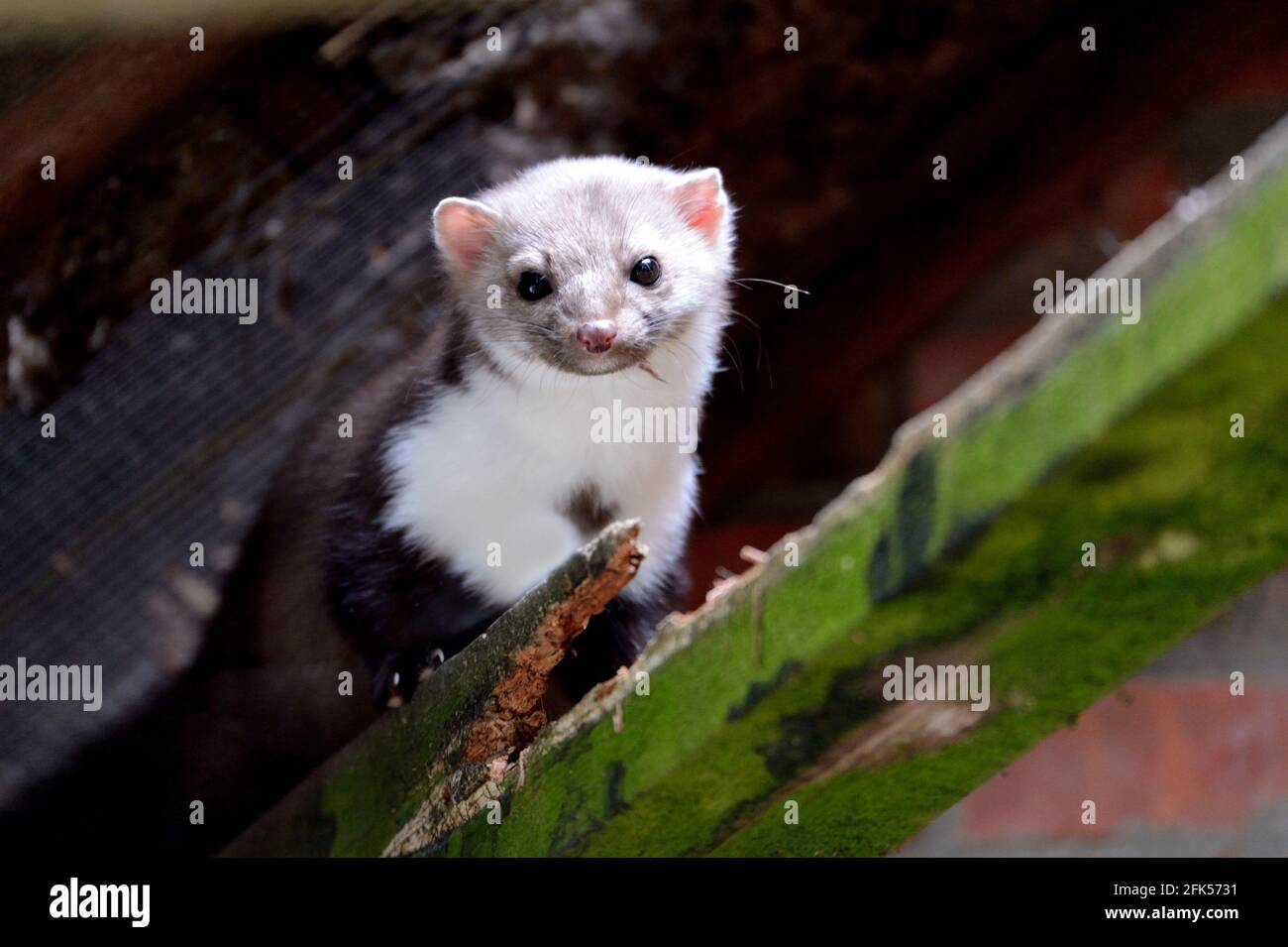 Steinmarder in Scheune Stock Photo