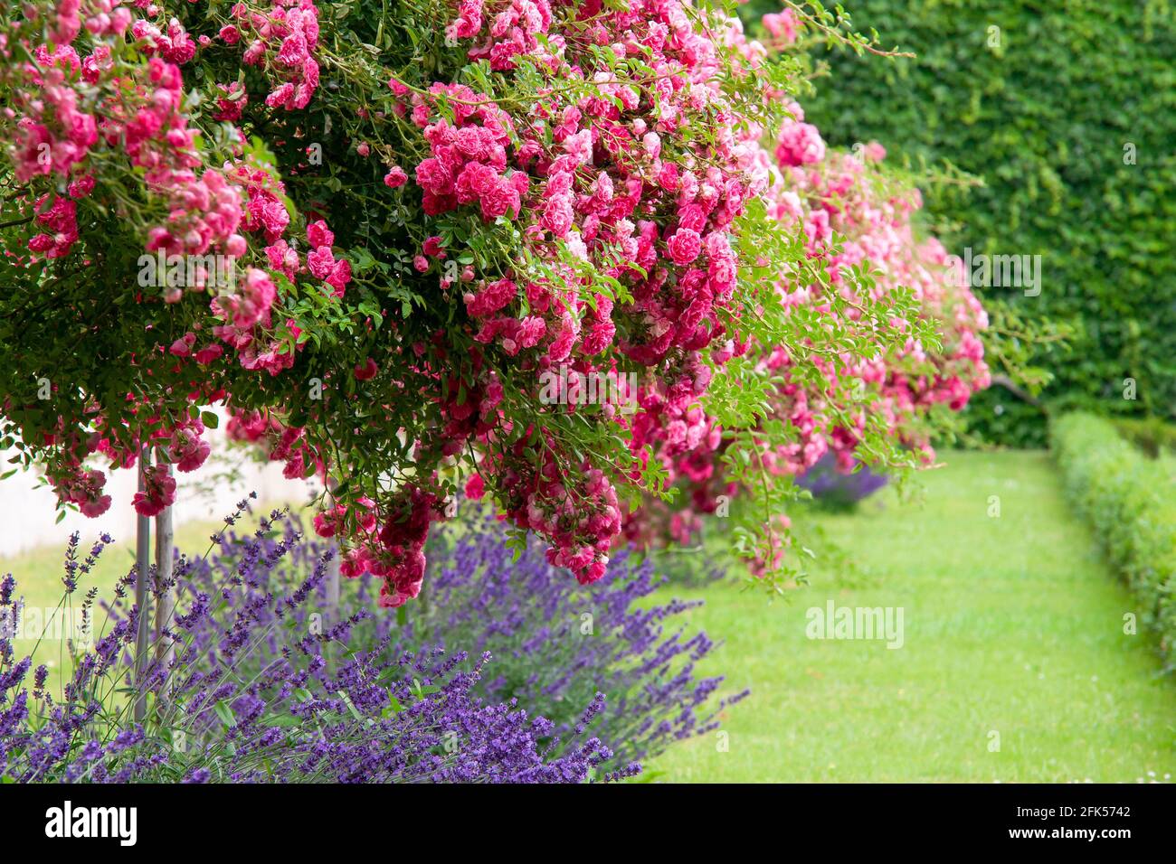Schloßgarten vom Schloß Mirabell - der herrlich-blühende Rosengarten, Salzburg Stock Photo