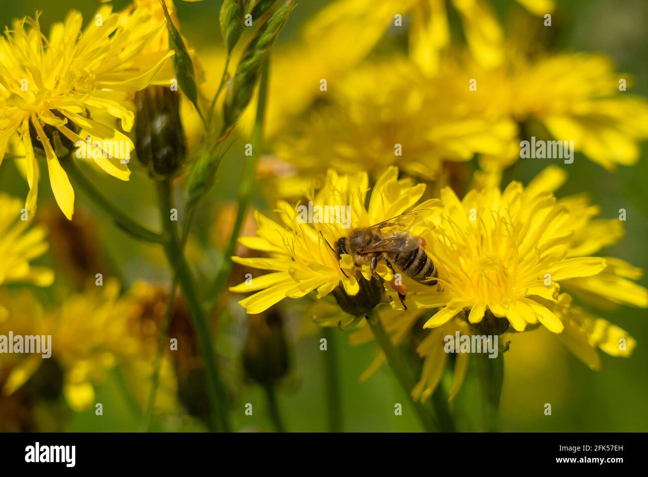 Bienen mit Pollensack auf dem Habichtskraut - gelbe Wildblume - Habichtskraut Stock Photo