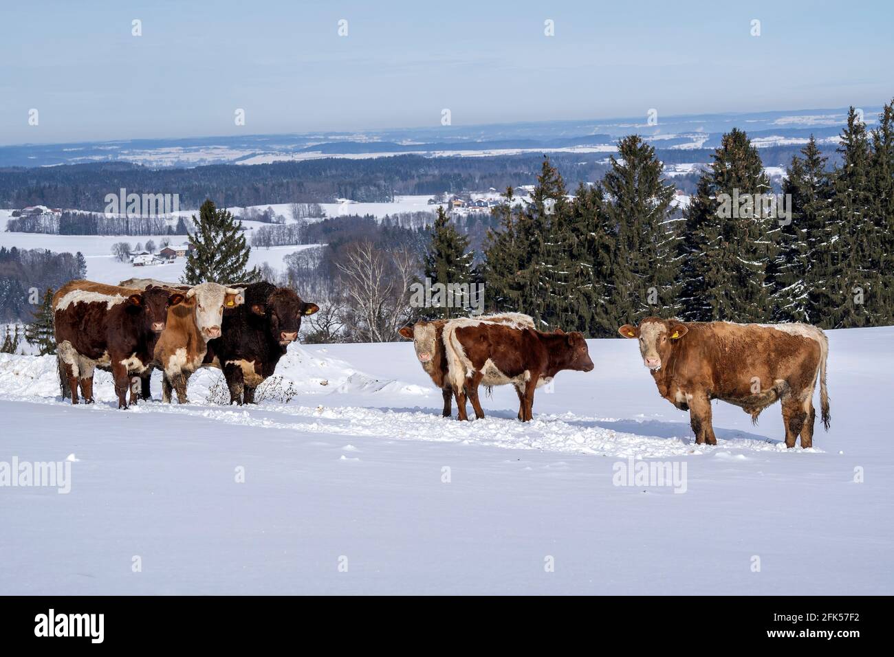 Rinder im tiefverschneiten Winter in Gierstling mit dem weiten Blick über den Rupertiwinkel - (Gemeinde Teisendorf/Neukirchen) Stock Photo