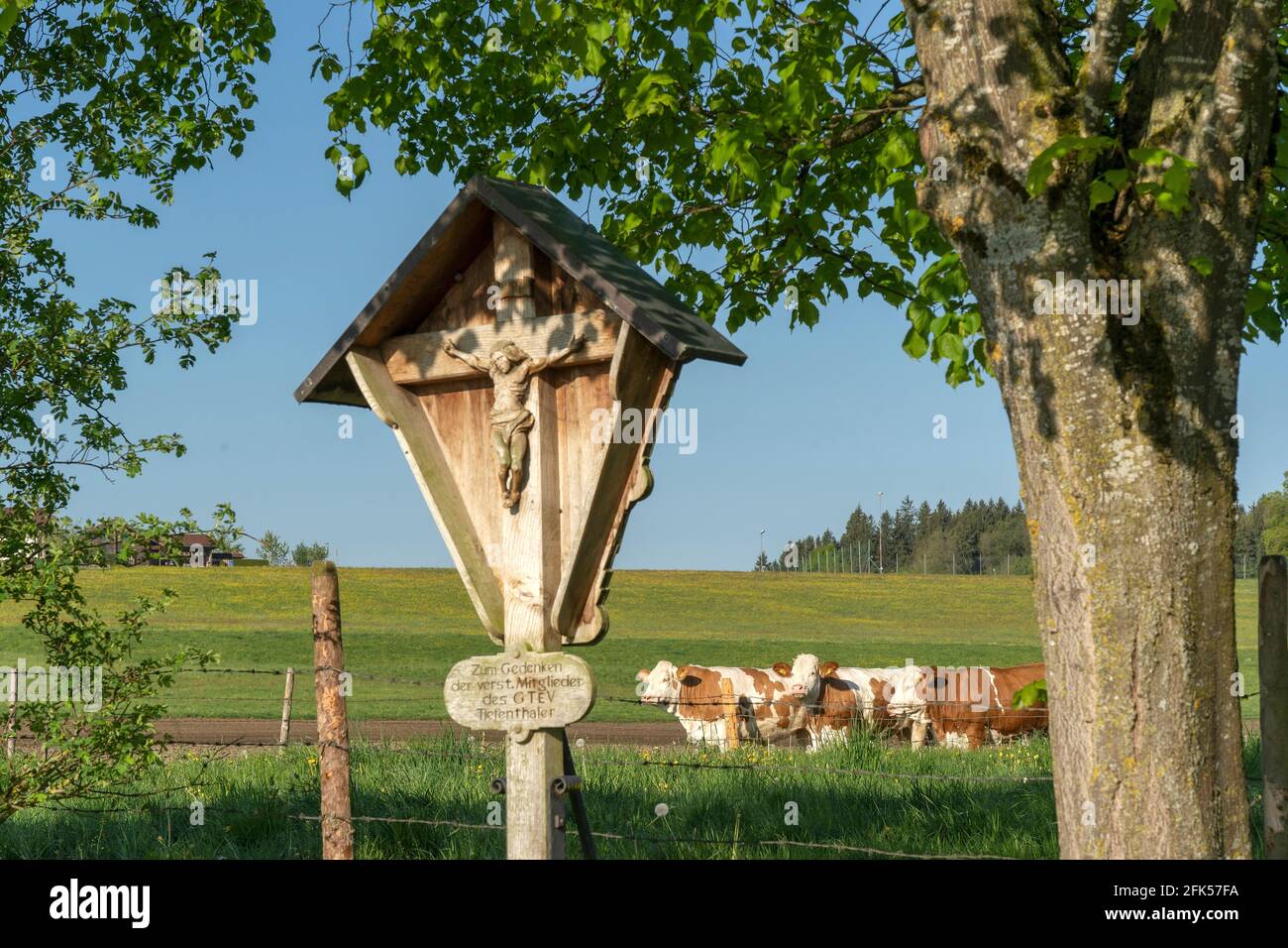 Kühe auf der Weide bei Weildorf mit einem Wegkreuz im Vordergrund Stock Photo