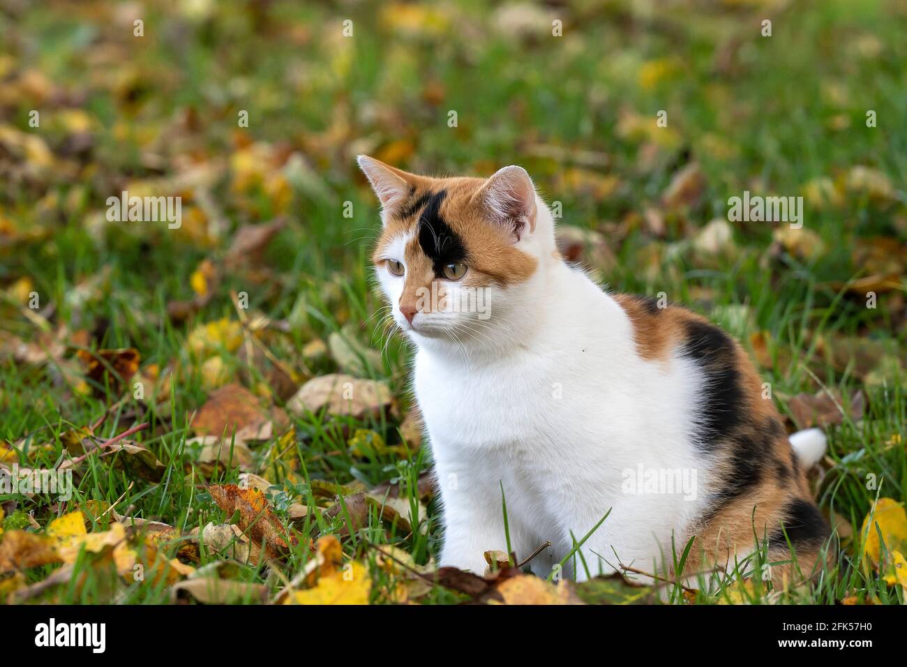Katze mit Herbstlaub Stock Photo