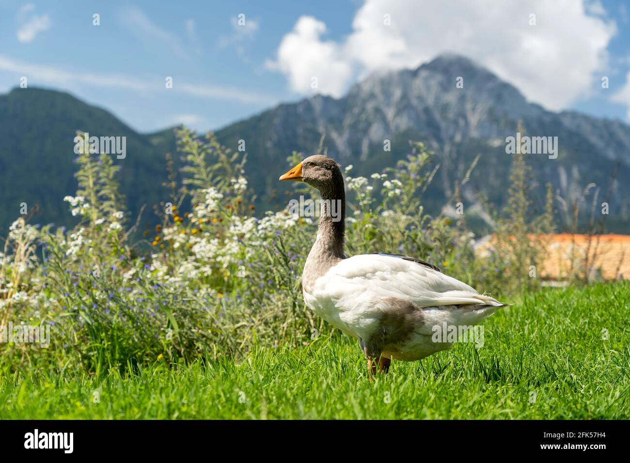 die Gans "Martin" auf dem Bauernhof auf einem Bauernhof in Sechshögl - Gemeinde Piding Stock Photo