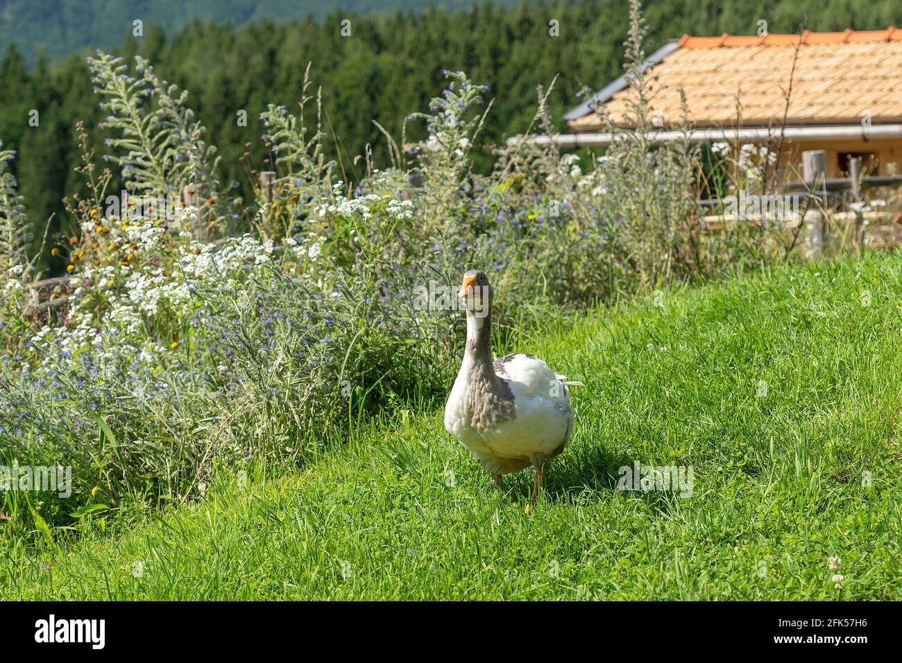 die Gans "Martin" auf dem Bauernhof auf einem Bauernhof in Sechshögl - Gemeinde Piding Stock Photo