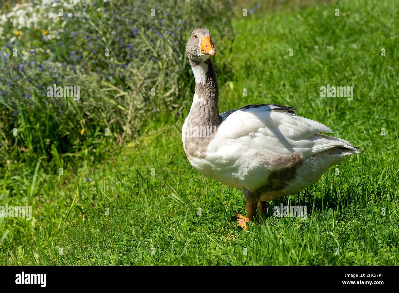 die Gans "Martin" auf dem Bauernhof auf einem Bauernhof in Sechshögl - Gemeinde Piding Stock Photo