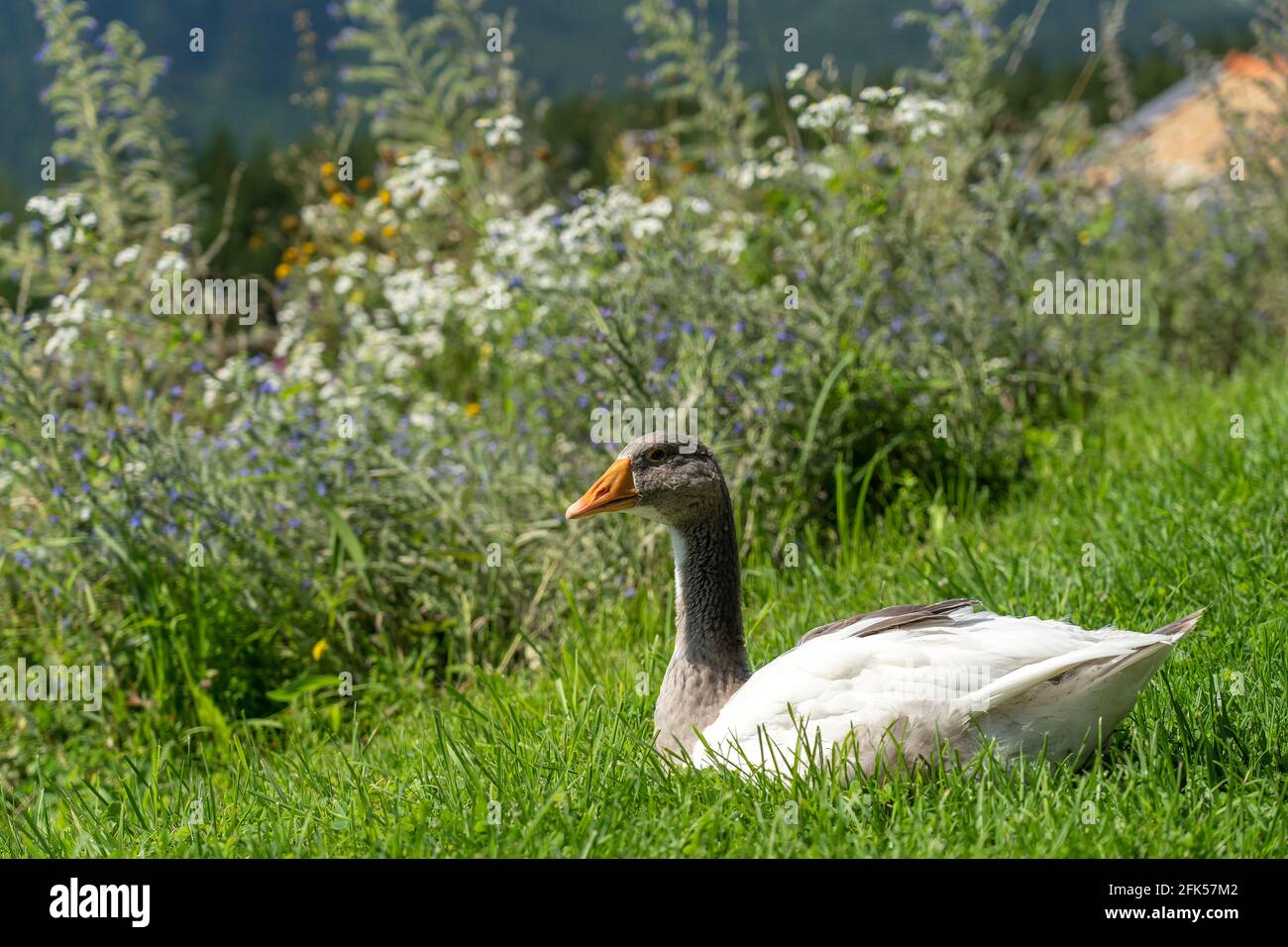 die Gans "Martin" auf dem Bauernhof auf einem Bauernhof in Sechshögl - Gemeinde Piding Stock Photo
