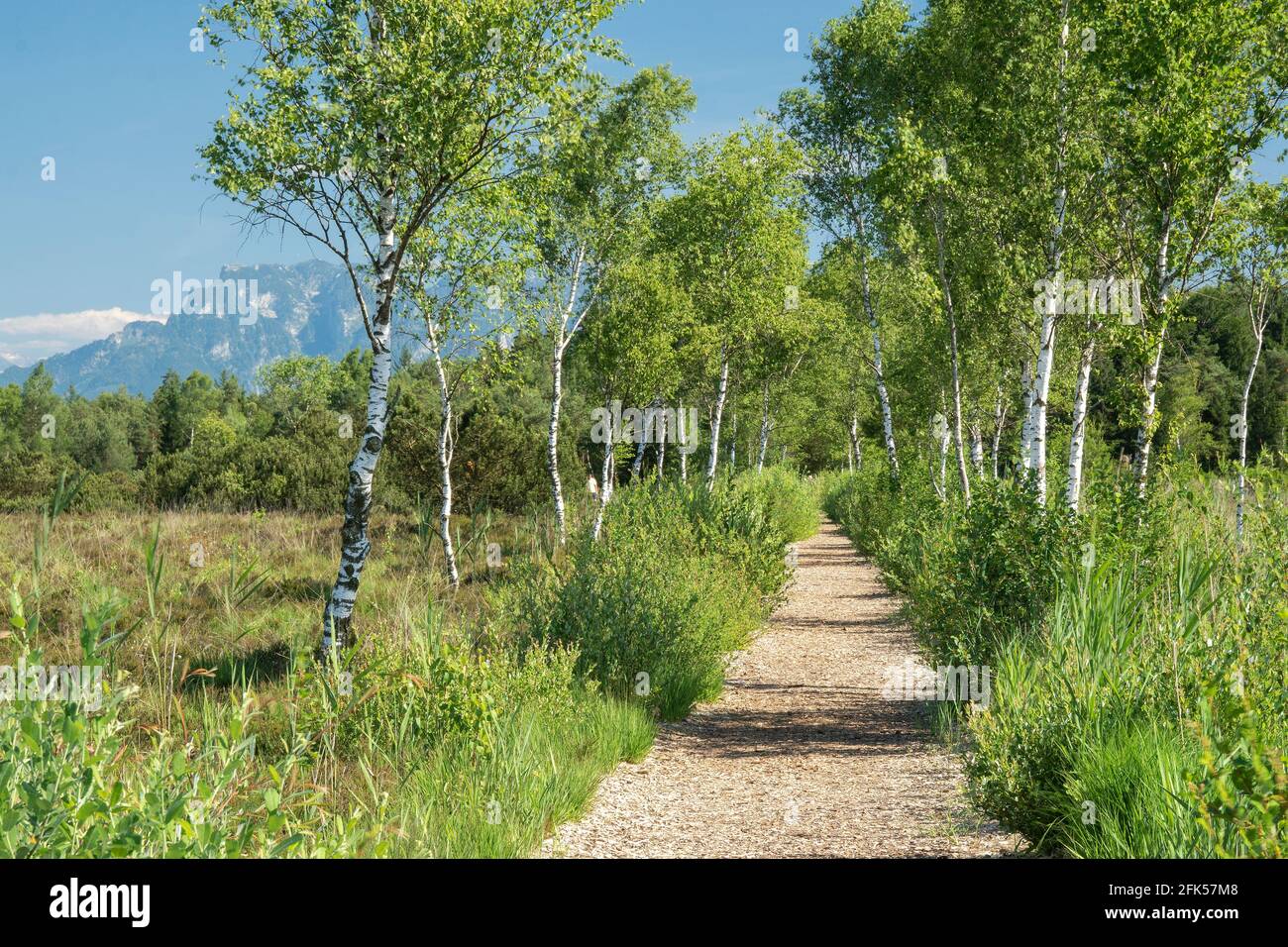 Wanderweg im Schönramer Moor Stock Photo - Alamy