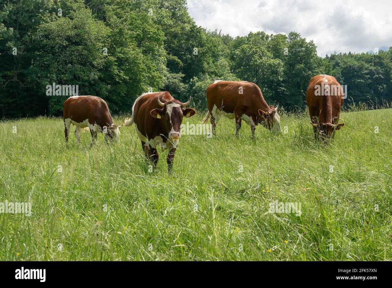 Kühe auf der Weide bei Priel in der Gemeinde Anger Stock Photo