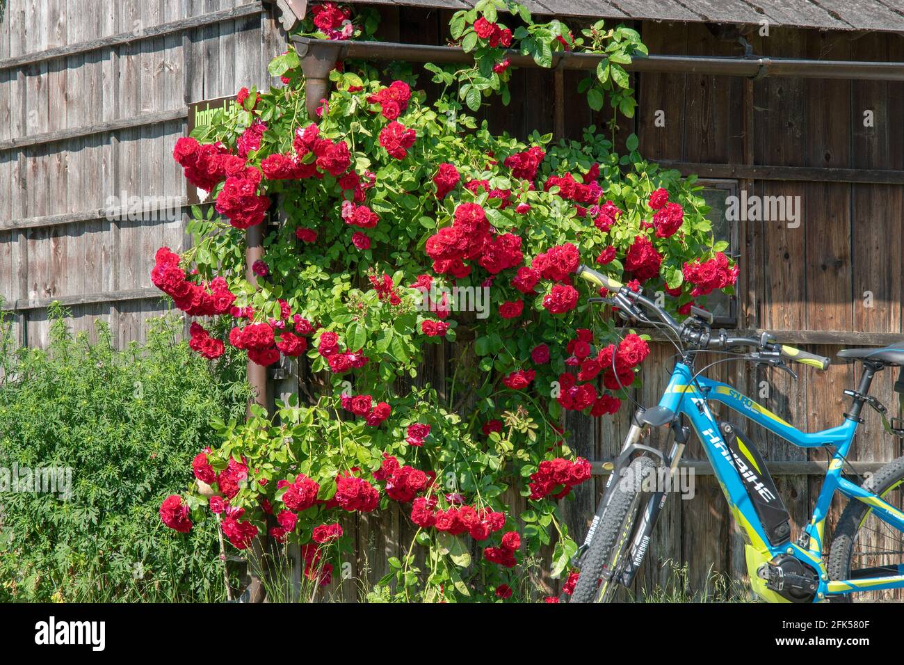 E-Bike am Stadel mit herrliche blühender Kletterrose Stock Photo