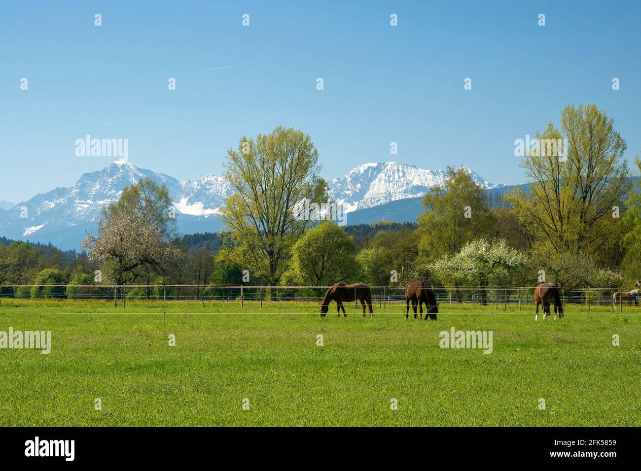 Pferde grasen auf der Frühlingswiese Stock Photo