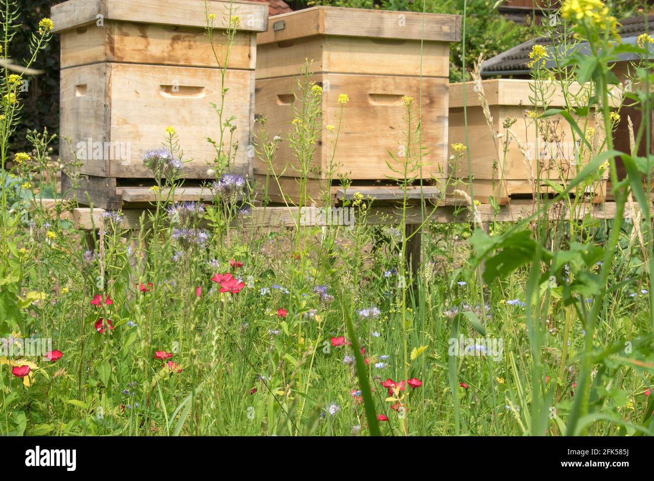 die Bienenkästen (Bienenbeuten) in der natürlichen Blumenwiese Stock Photo