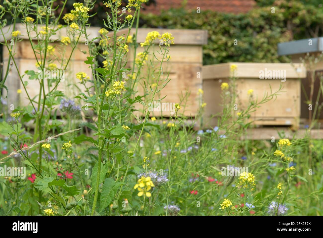 die Bienenkästen (Bienenbeuten) in der natürlichen Blumenwiese Stock Photo