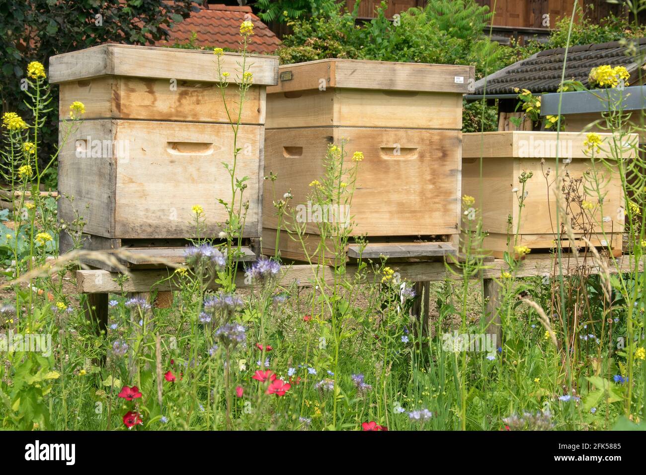 die Bienenkästen (Bienenbeuten) in der natürlichen Blumenwiese Stock Photo