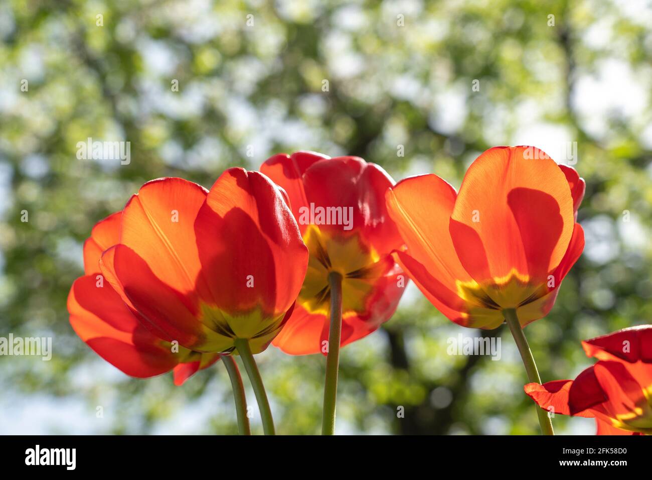Tulpe - Tulipa - Frühjahrsblüher Stock Photo
