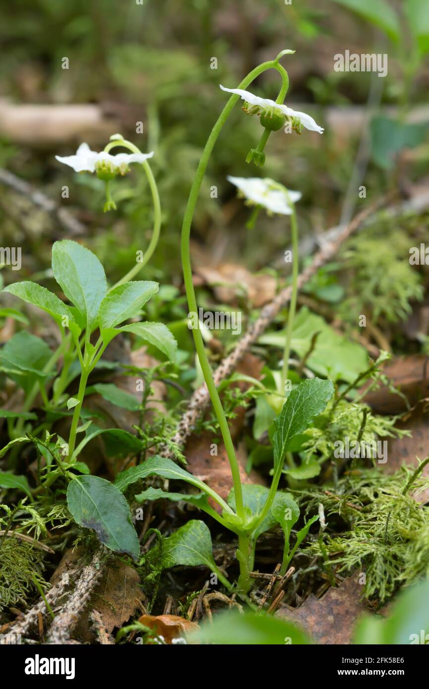 One-flowered wintergreen, Moneses uniflora Stock Photo