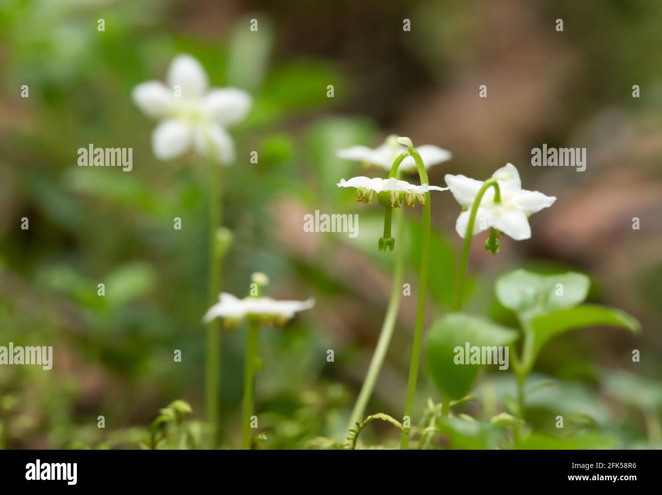 One-flowered wintergreen, Moneses uniflora Stock Photo