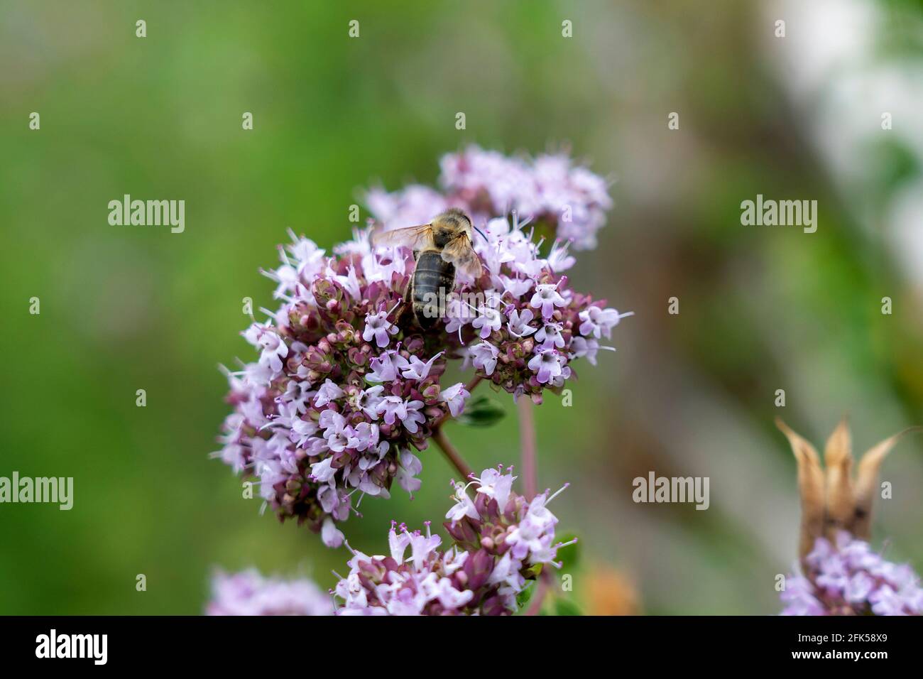 blühender Origano - Origanum - im Kräutergarten mit Biene Stock Photo