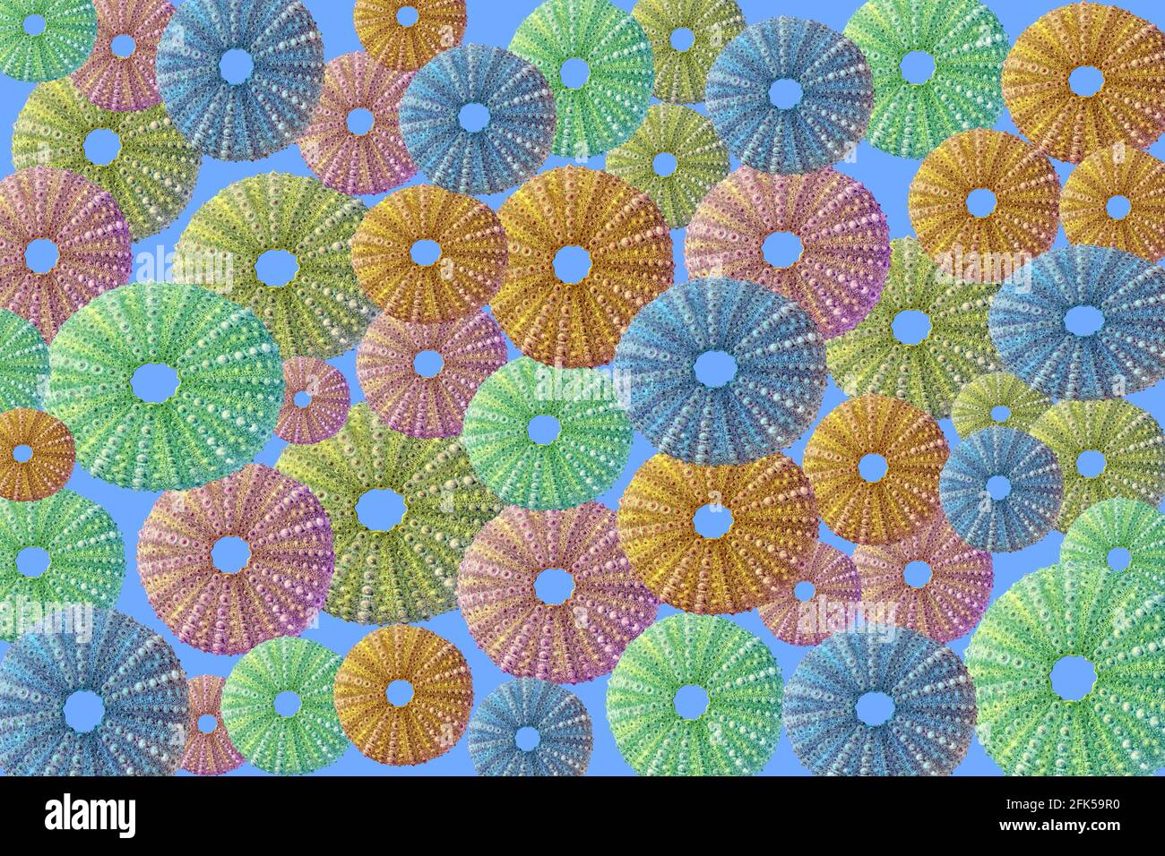 Pattern of different coloured and different sized sea urchins. On a blue background Stock Photo